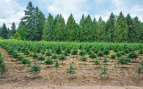 reforestation efforts field of planted trees1