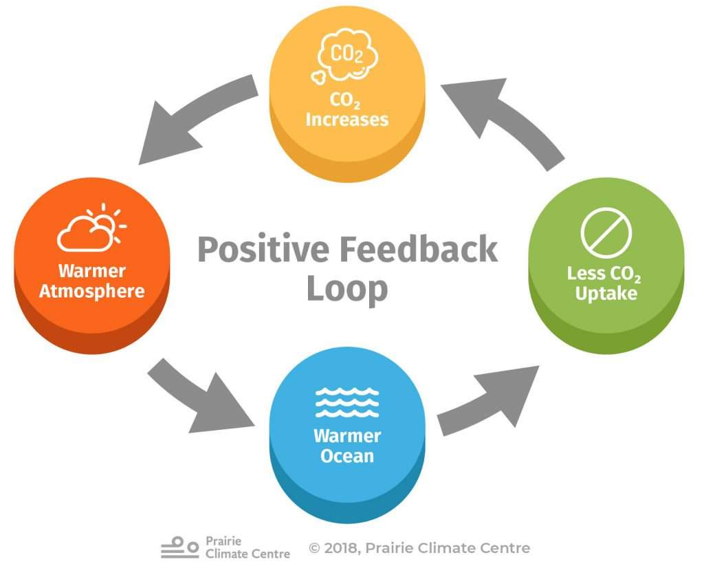 Positive Feedback Loop