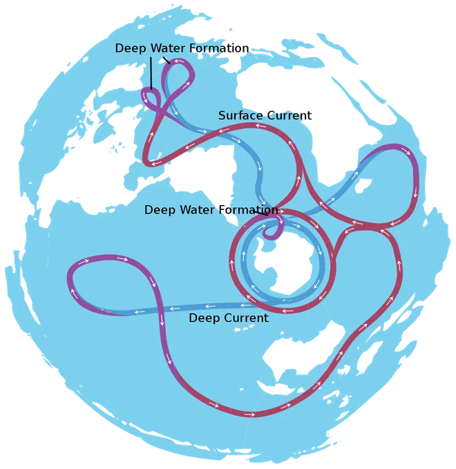 Thermohaline circulation pattern: hot water, in a reddish hue, descends at the poles and flows at great depths and rises again as it warms up (Image: Avsa/Wikimedia Commons)