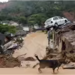 Dog walking on the mud from landslide, while a car is hanging on the top of a roofless house