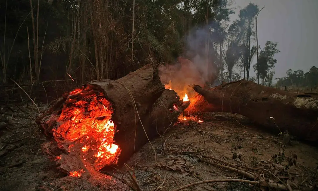 Tree burning in the Amazon